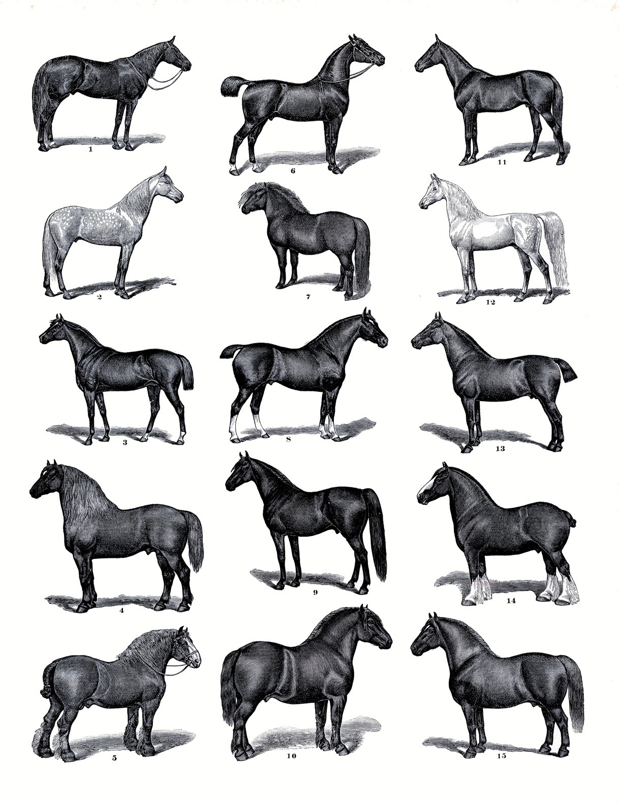 19 Horse Clip Art Horses Clipart The Graphics Fairy 19 Horse Clip Art Horses Clipart The Graphics Fairy