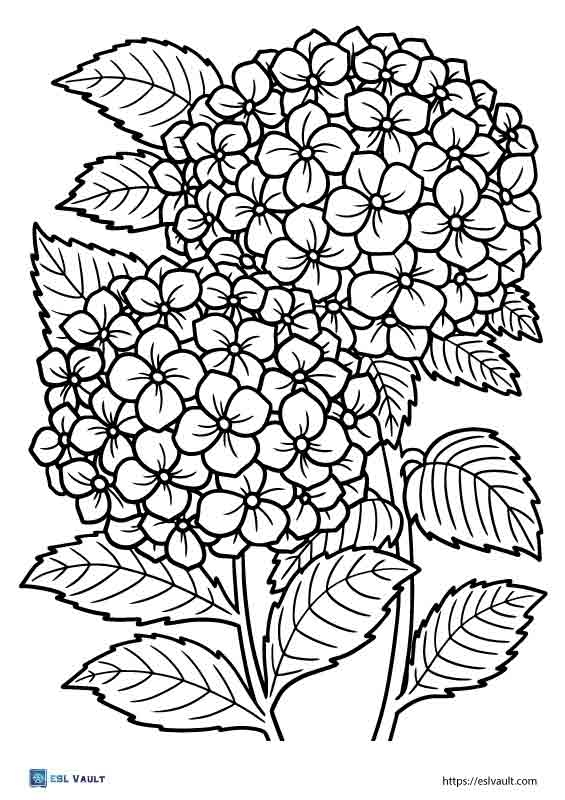 Plant Coloring Pages Plant Coloring Pages