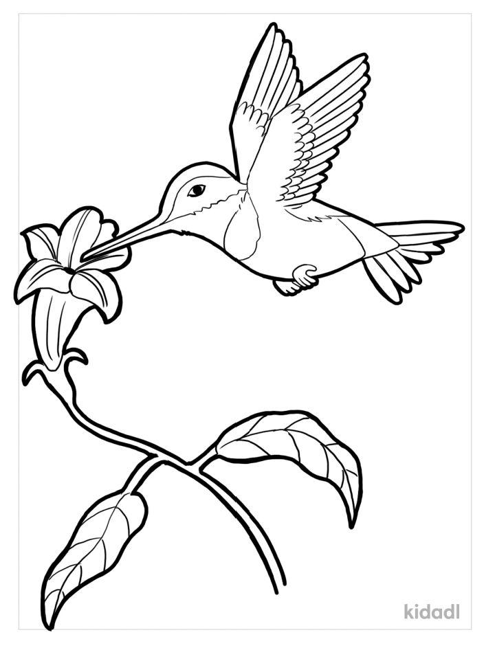 Hummingbird Coloring Pages Hummingbird Coloring Pages