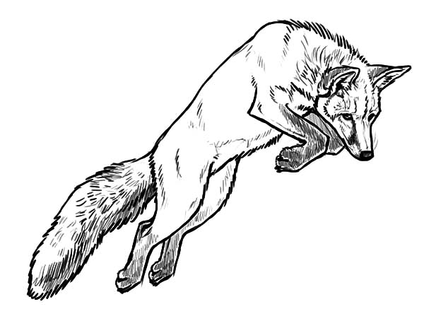 27 Realistic Arctic Fox Coloring Pages
