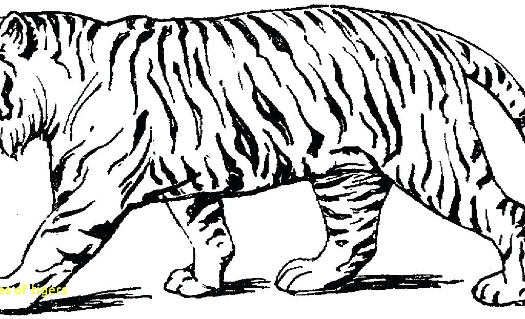 49 Realistic Tiger Coloring Pages Printable Pics Free Coloring Page