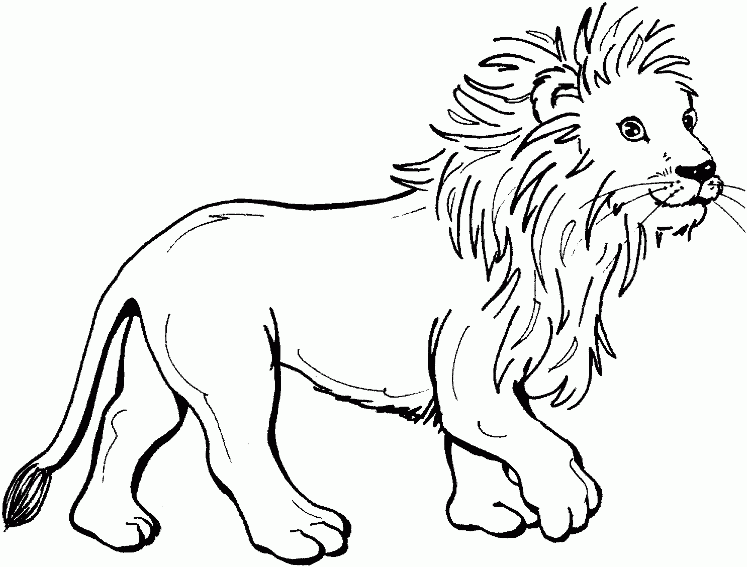 About Lions About Lions