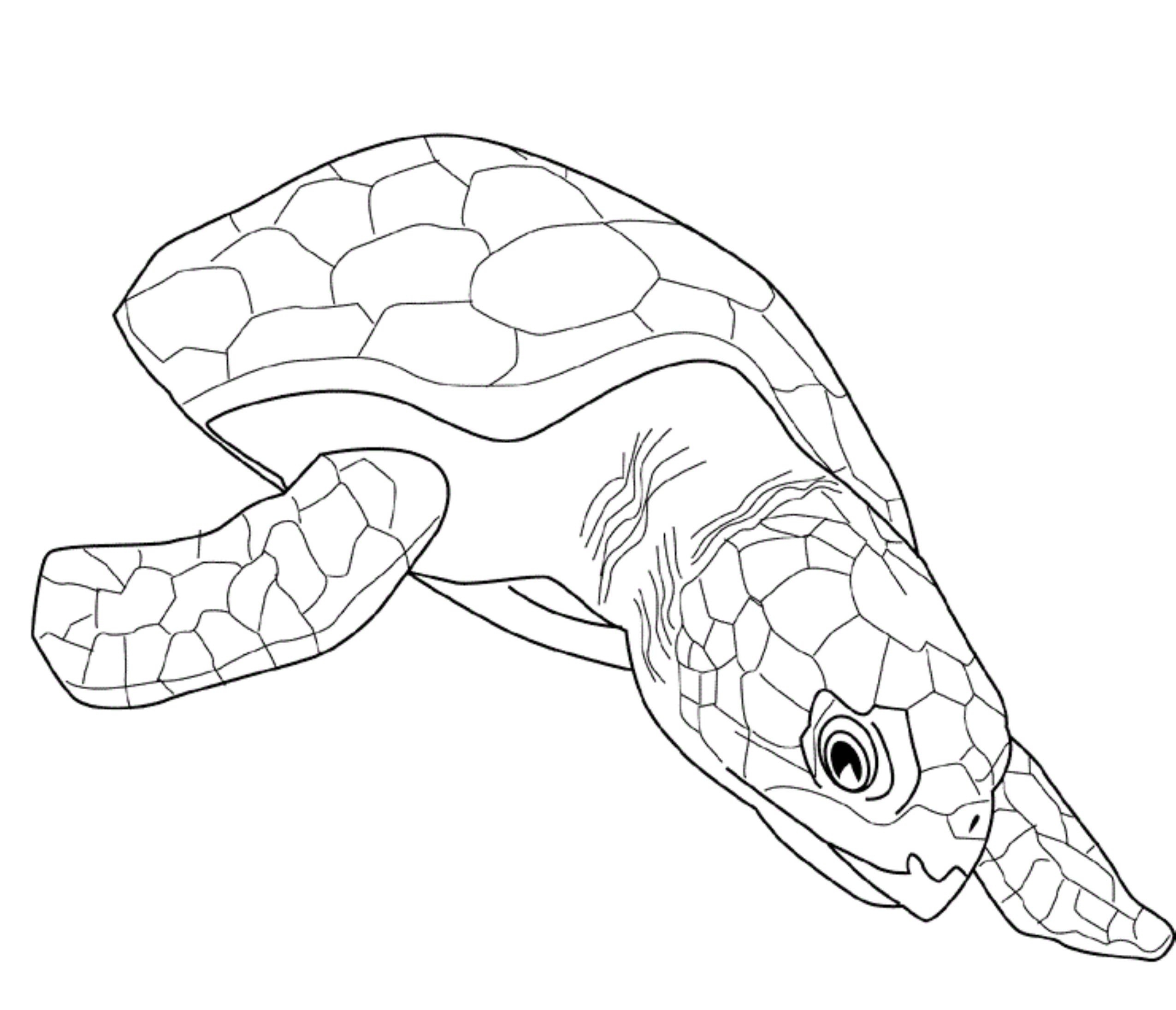 ADULT COLORING PAGES TURTLE Coloring Home