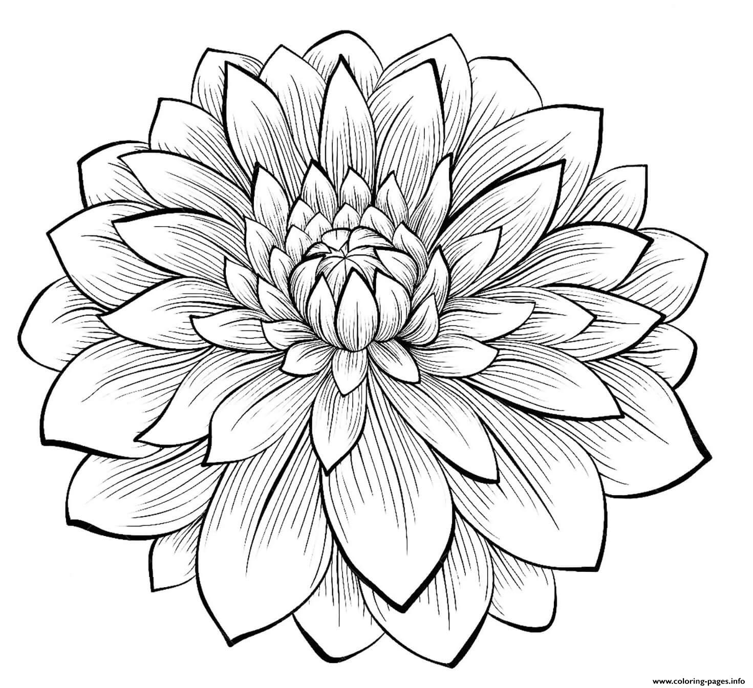Adult Dahlia Flower Coloring Page Printable