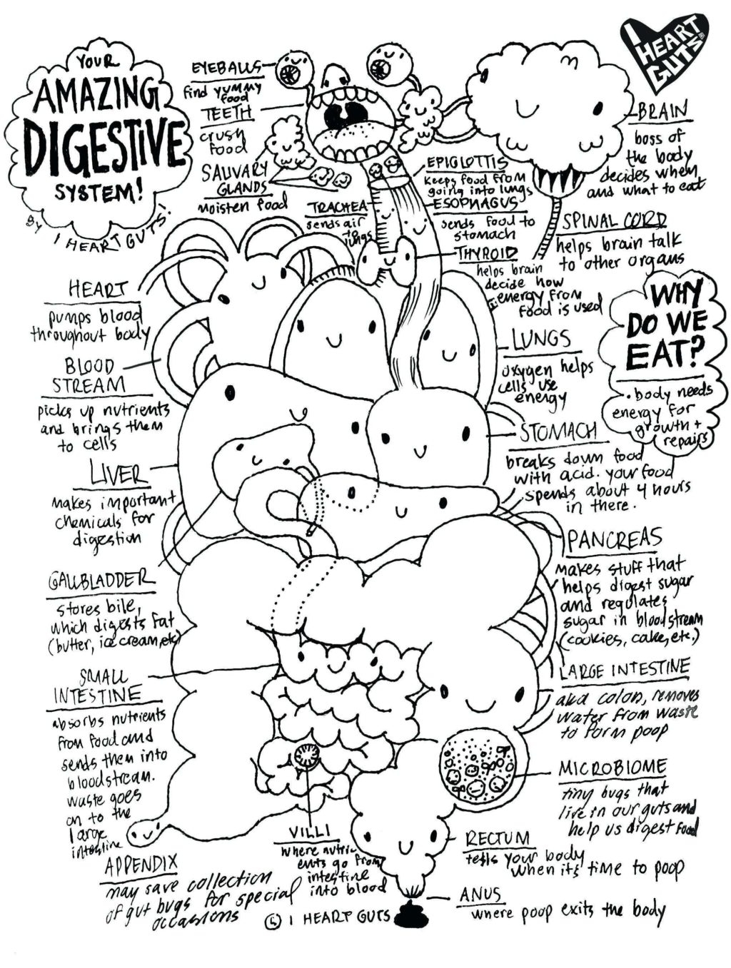 horse anatomy coloring page