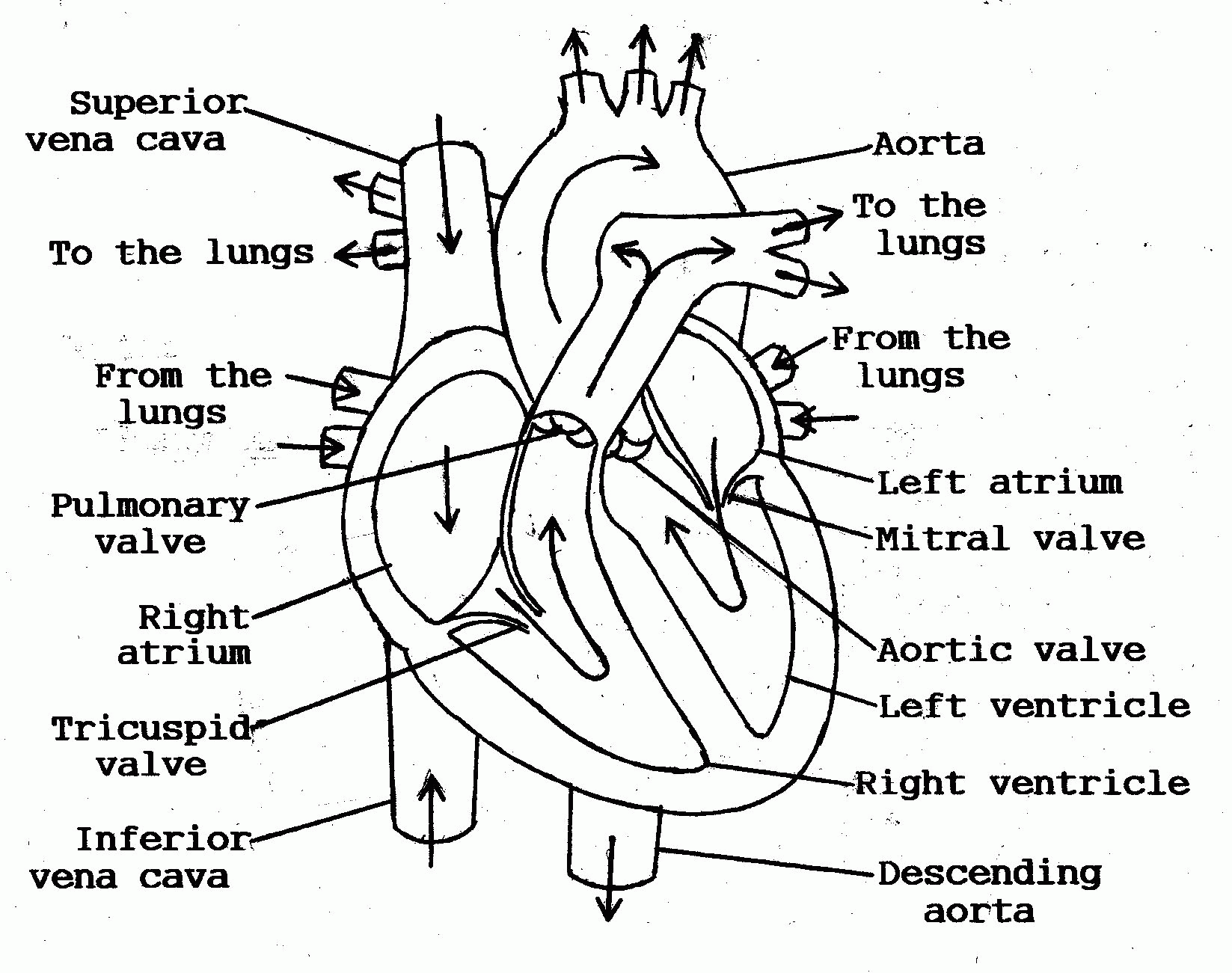 Anatomy Coloring Pages Heart Coloring Home Anatomy Coloring Pages Heart Coloring Home