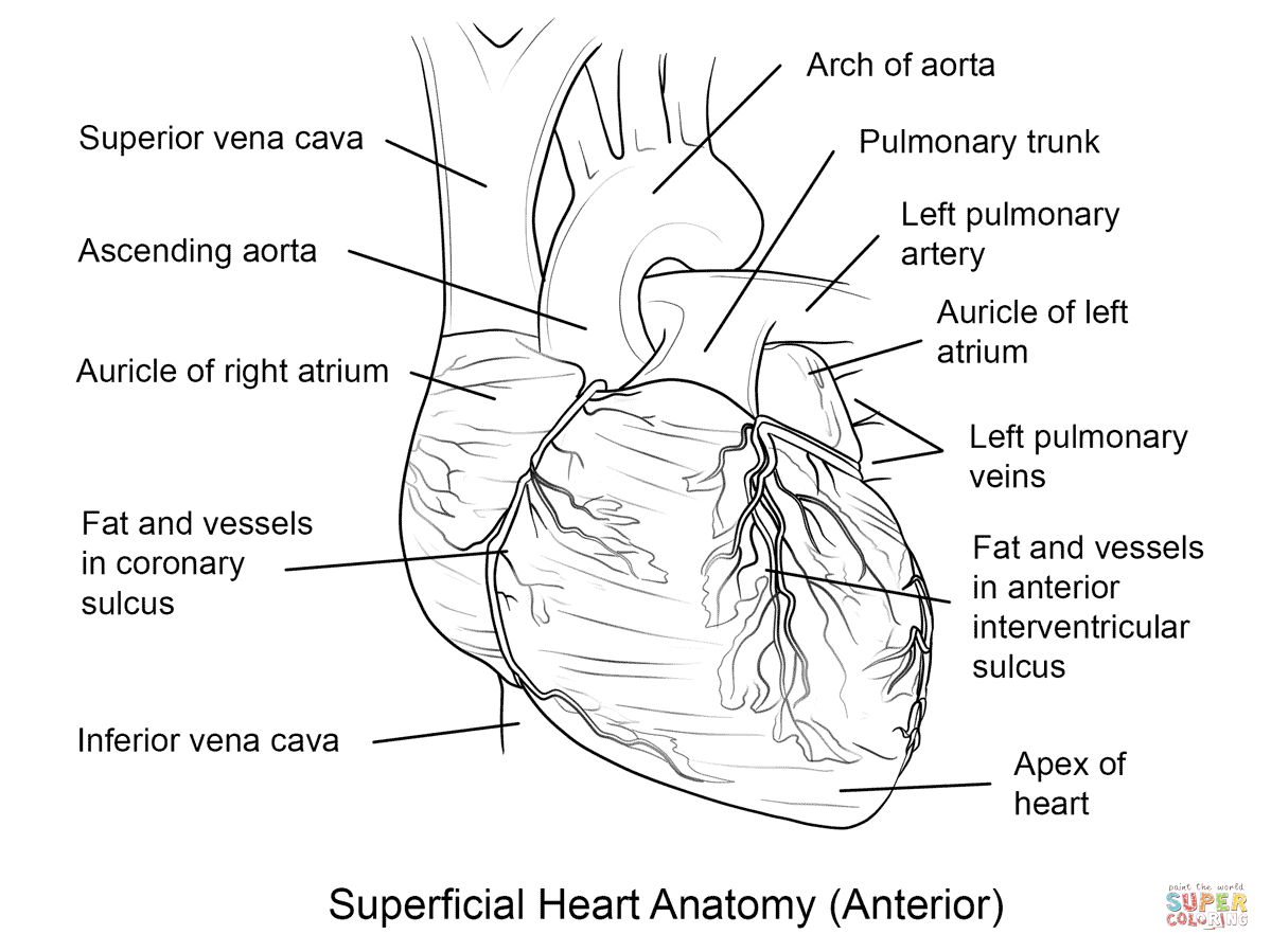 Anatomy Coloring Pages Heart Coloring Home Anatomy Coloring Pages Heart Coloring Home