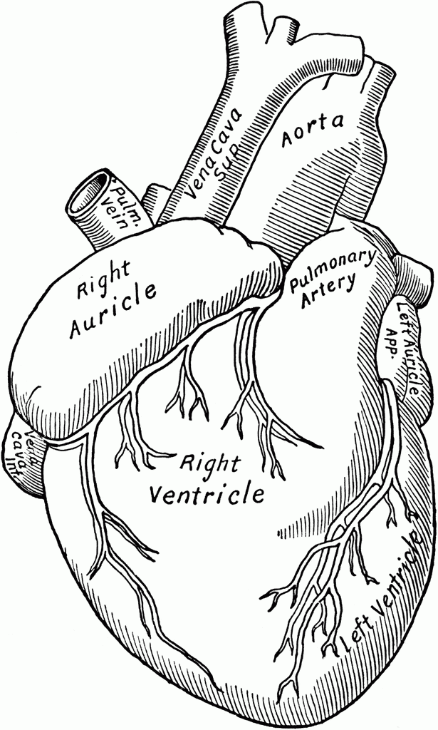 Anatomy Heart Coloring Pages Free Printable Coloring Pages Anatomy Heart Coloring Pages Free Printable Coloring Pages
