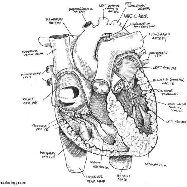 heart coloring pages anatomy heart coloring pages anatomy