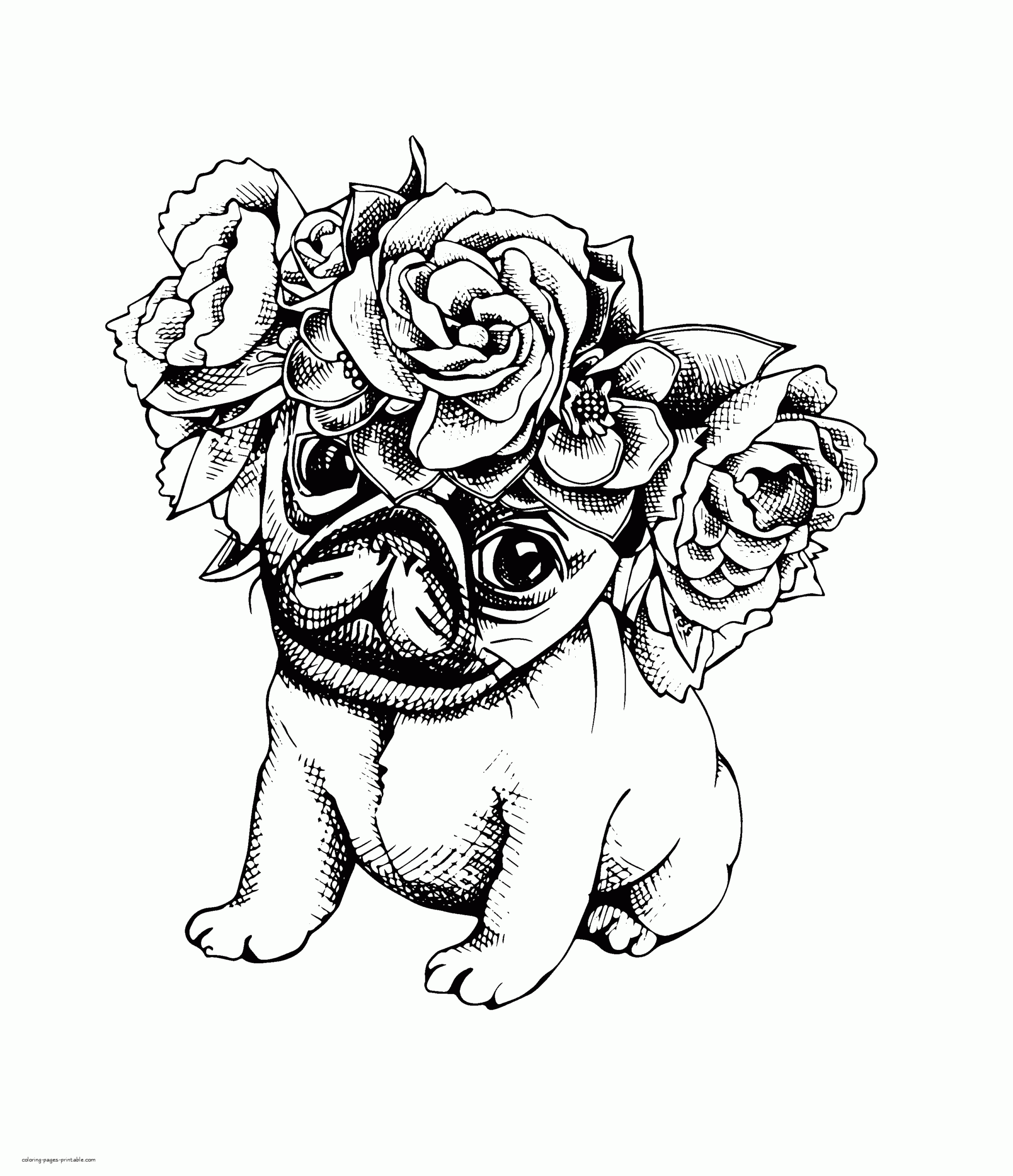 animal coloring pages for adults