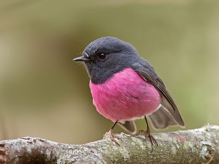 Awesome But Strangely Colored Animals 23 Photos 
