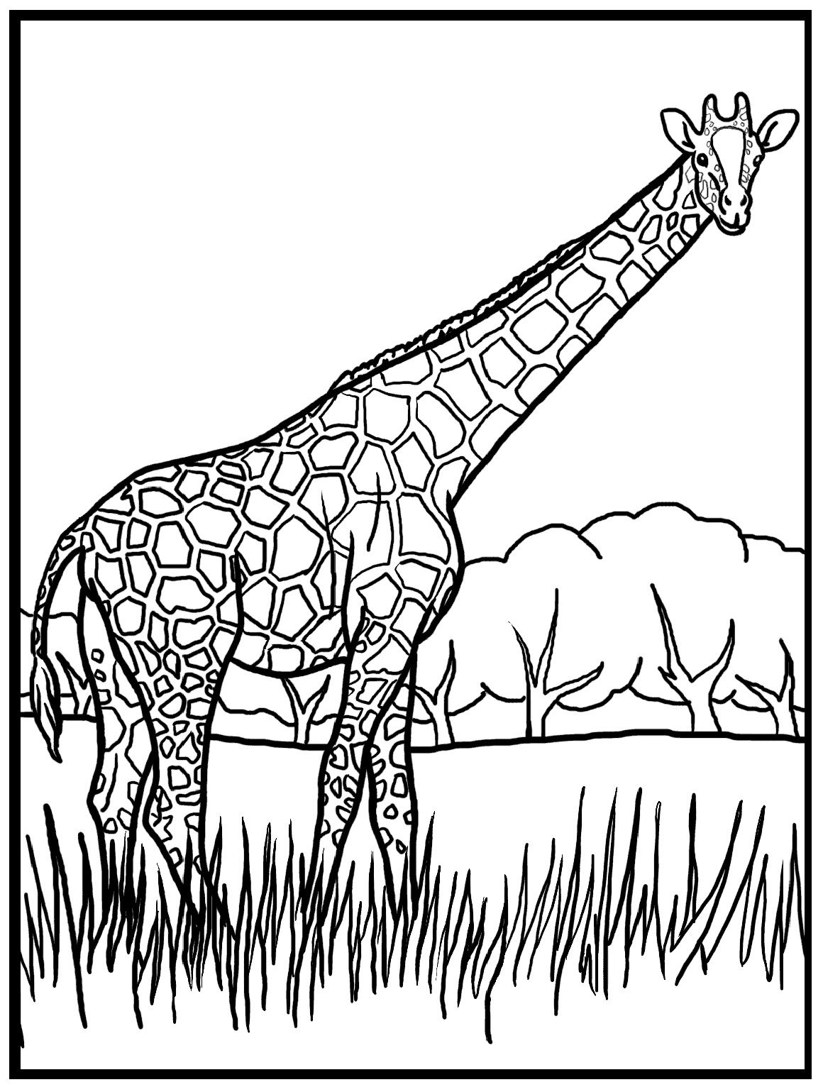 Baby Giraffe Realistic Giraffe Coloring Pages