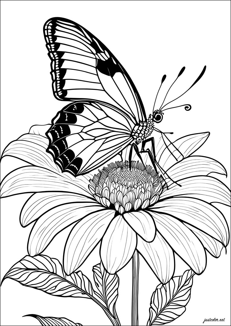 Beautiful Butterfly On A Flower Butterflies Insects Coloring Pages 
