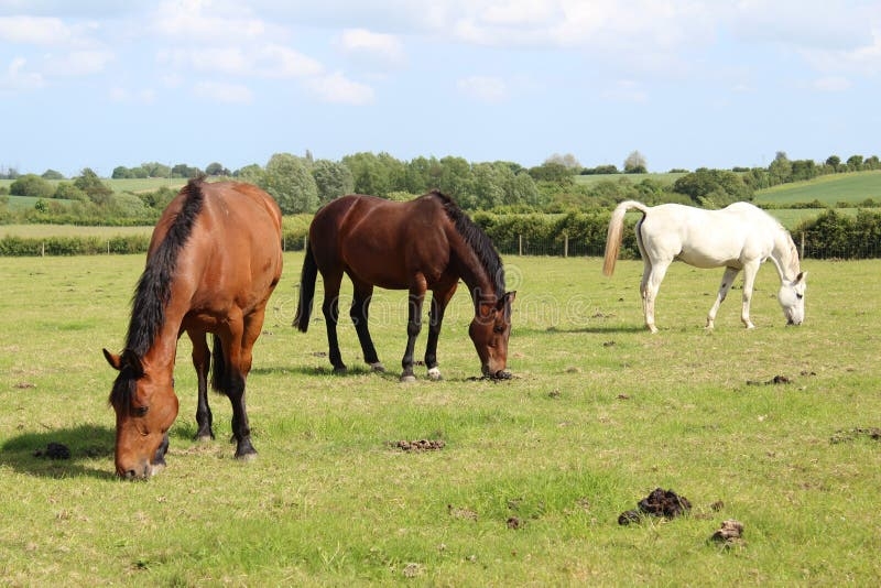 Beautiful Three Different Colour Horses Stock Photo Image Of