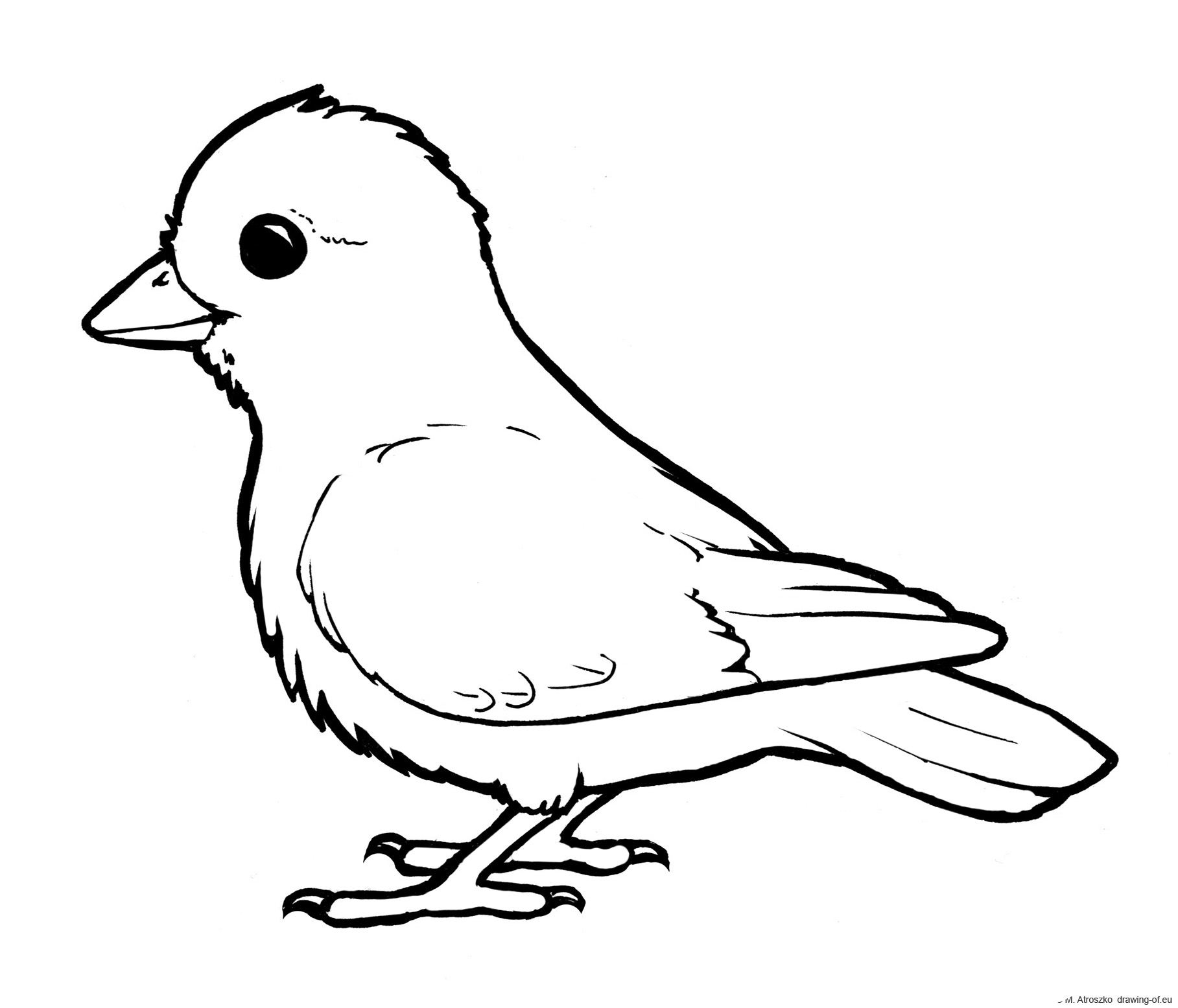 Bird Coloring Page Line Art Illustrations Bird Coloring Page Line Art Illustrations