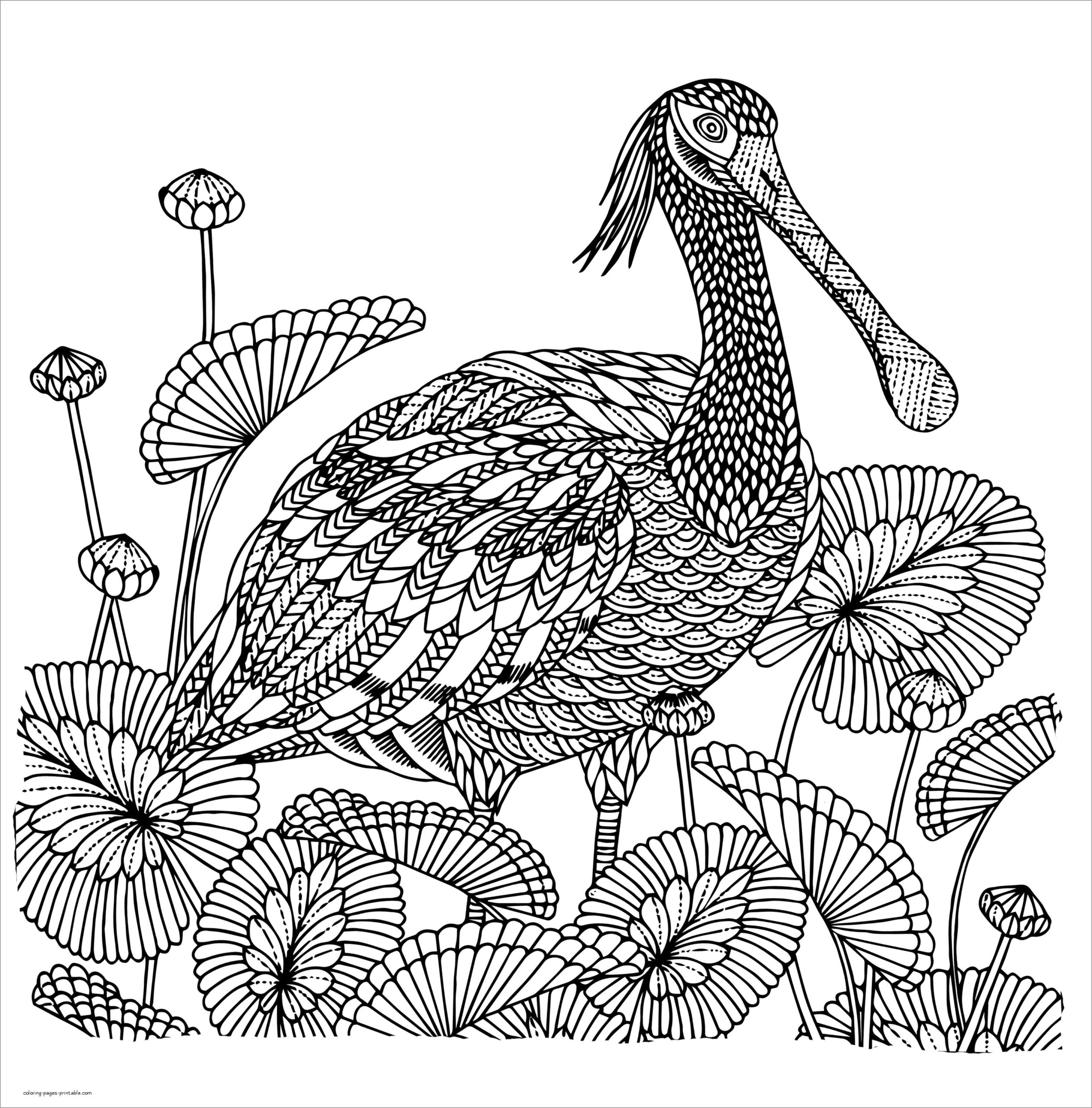 detailed bird coloring pages