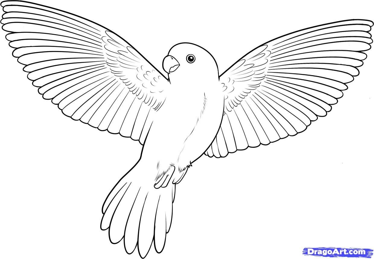Bird Coloring Pages How To Draw A Flying Bird How To Draw A Bird Bird Coloring Pages How To Draw A Flying Bird How To Draw A Bird