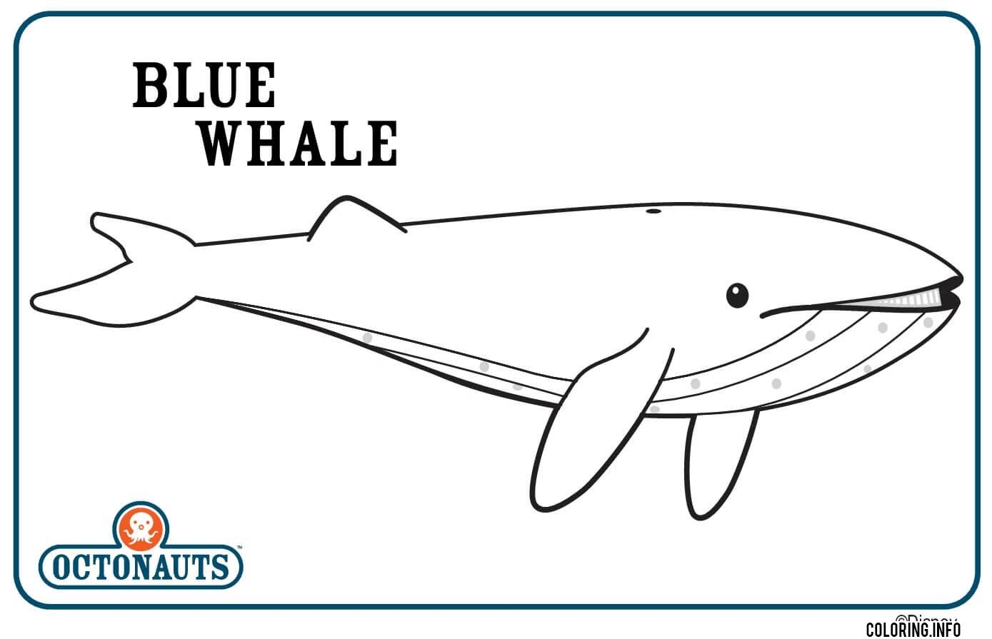 Blue Whale Coloring Page Printable Blue Whale Coloring Page Printable