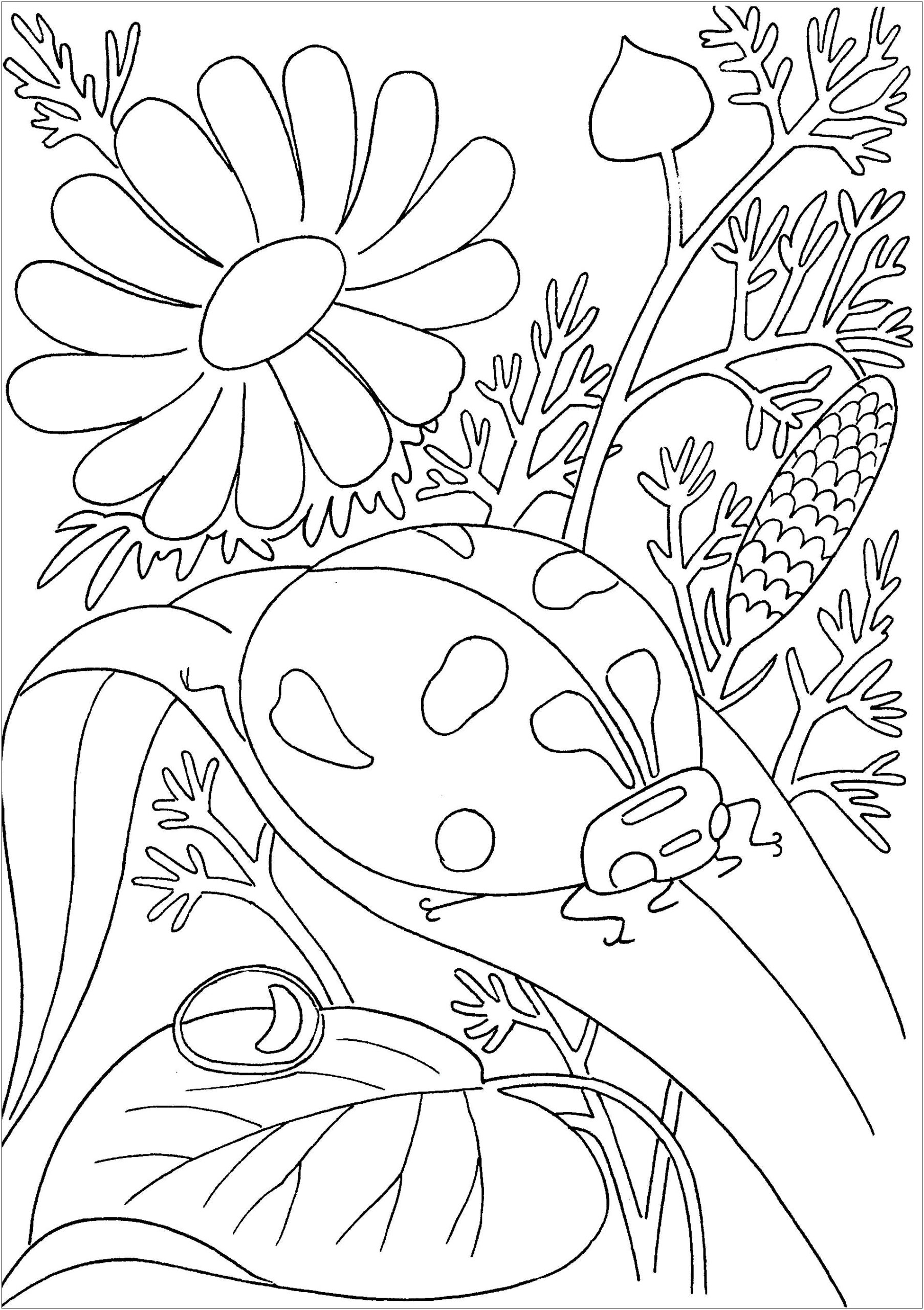 free printable bug coloring pages