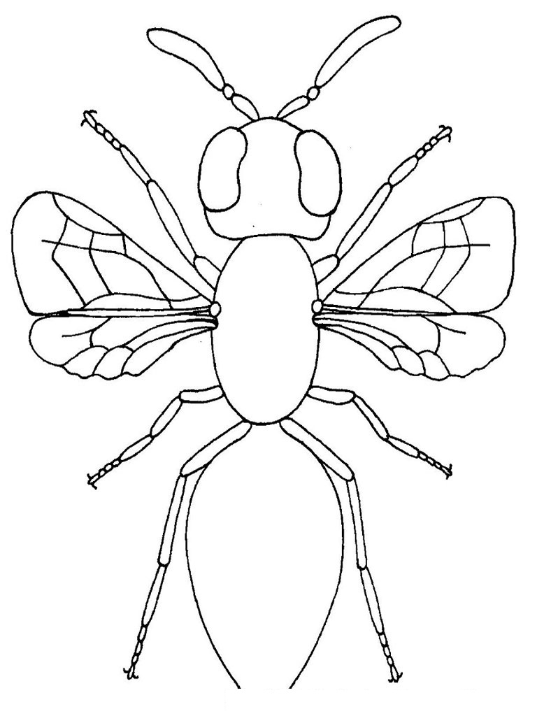 bug coloring sheets printable