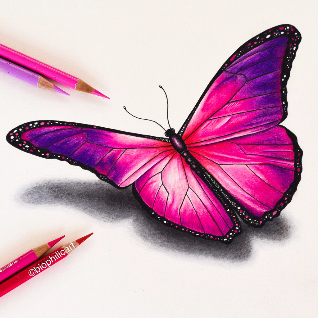 Butterfly Pictures To Color Butterfly Pictures To Color