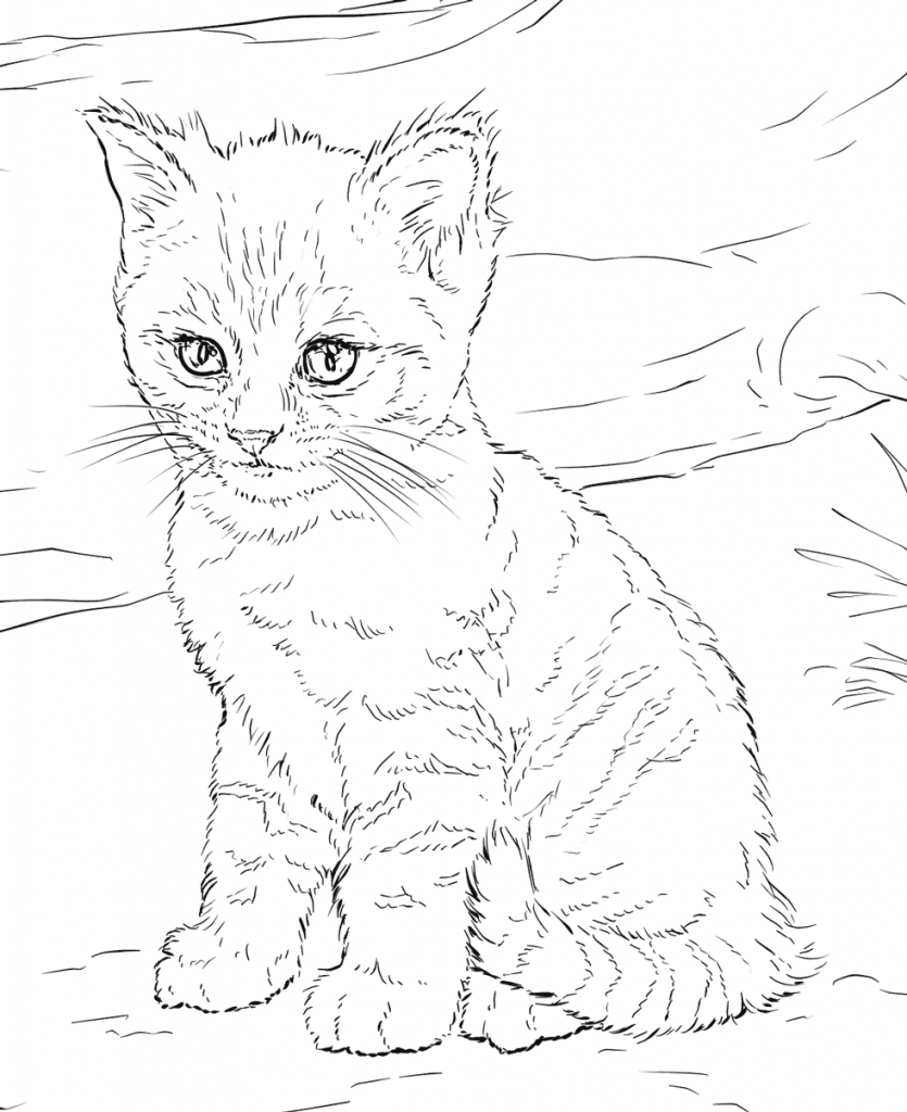 Cartoon Cat Coloring Pages Learny Kids