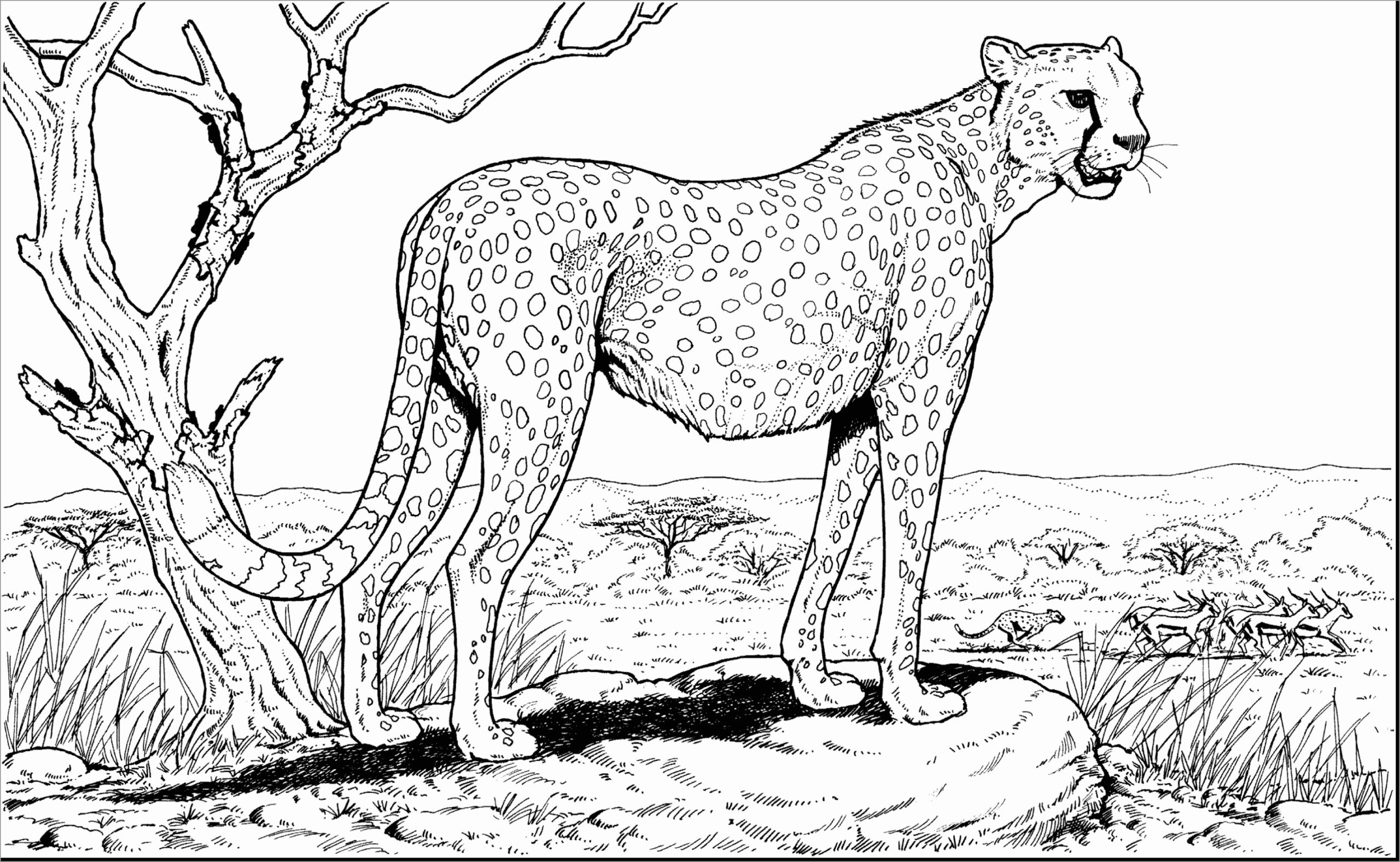 Cheetah Coloring Pages ColoringBay Cheetah Coloring Pages ColoringBay