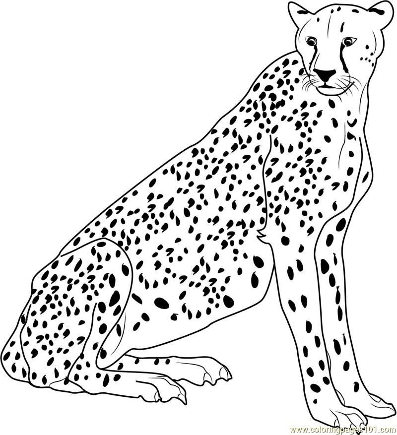 Cheetah Coloring Pages Cheetah Coloring Pages