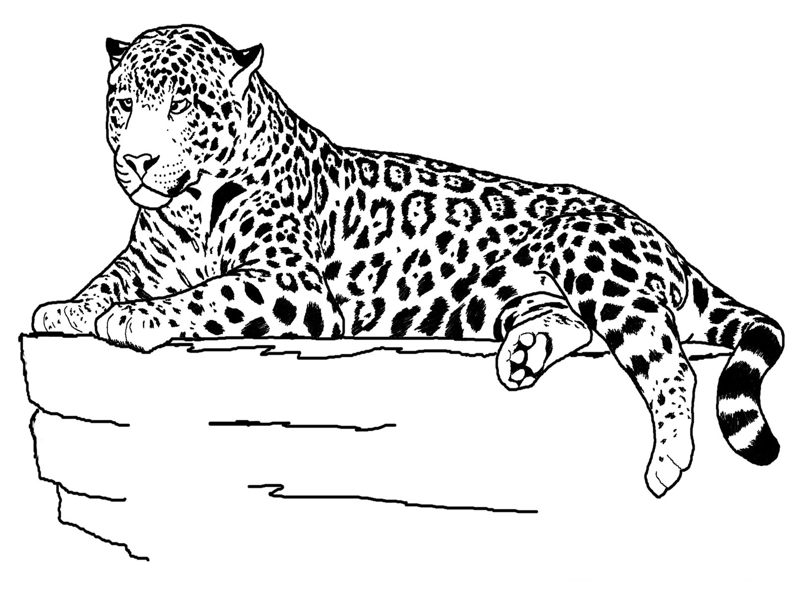 printable animal coloring sheets