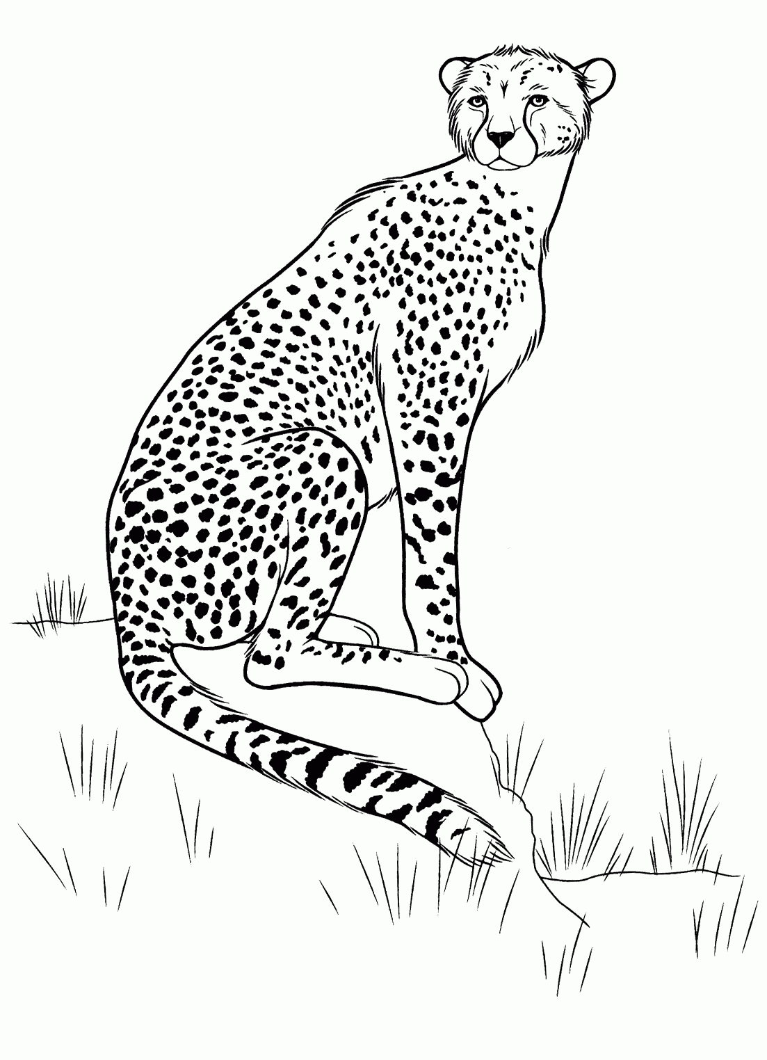 Coloring Page Cheetah On The Hunt