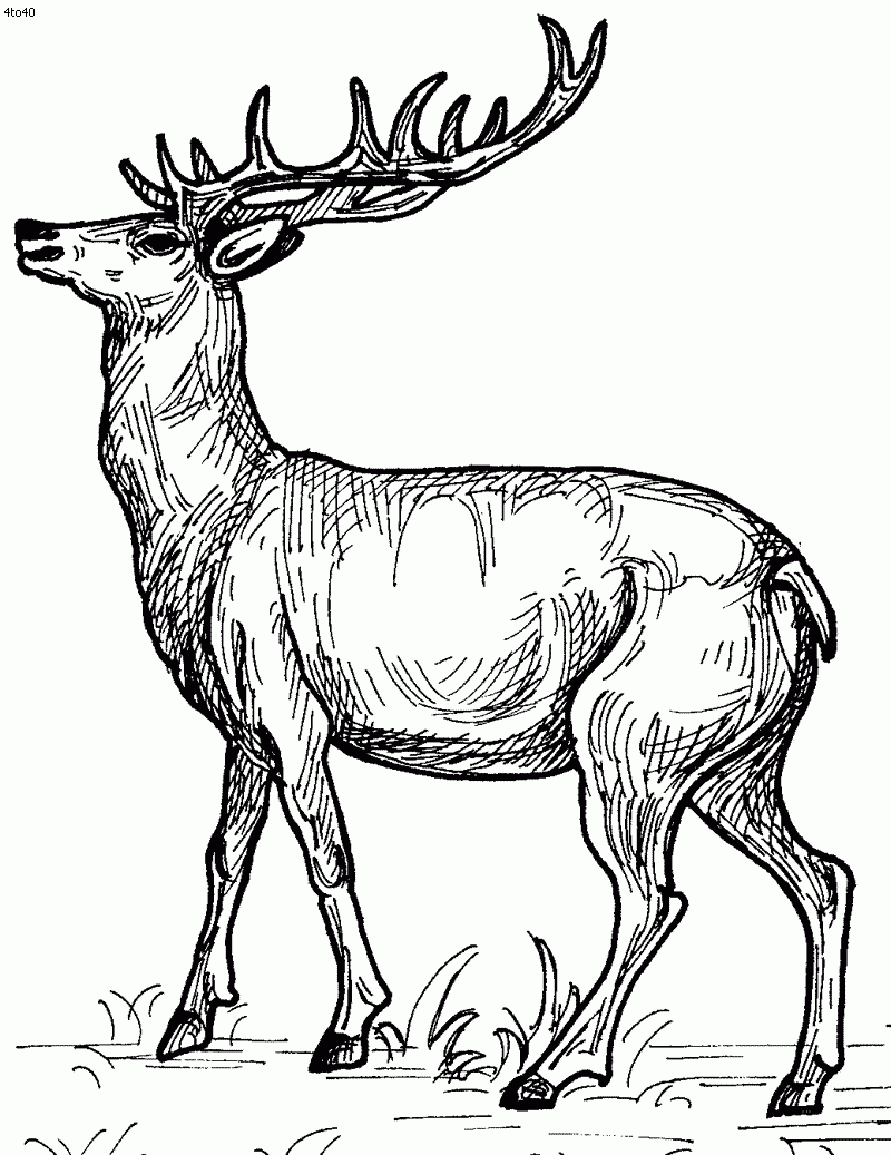 Coloring Pages For Kids Deer Coloring Home