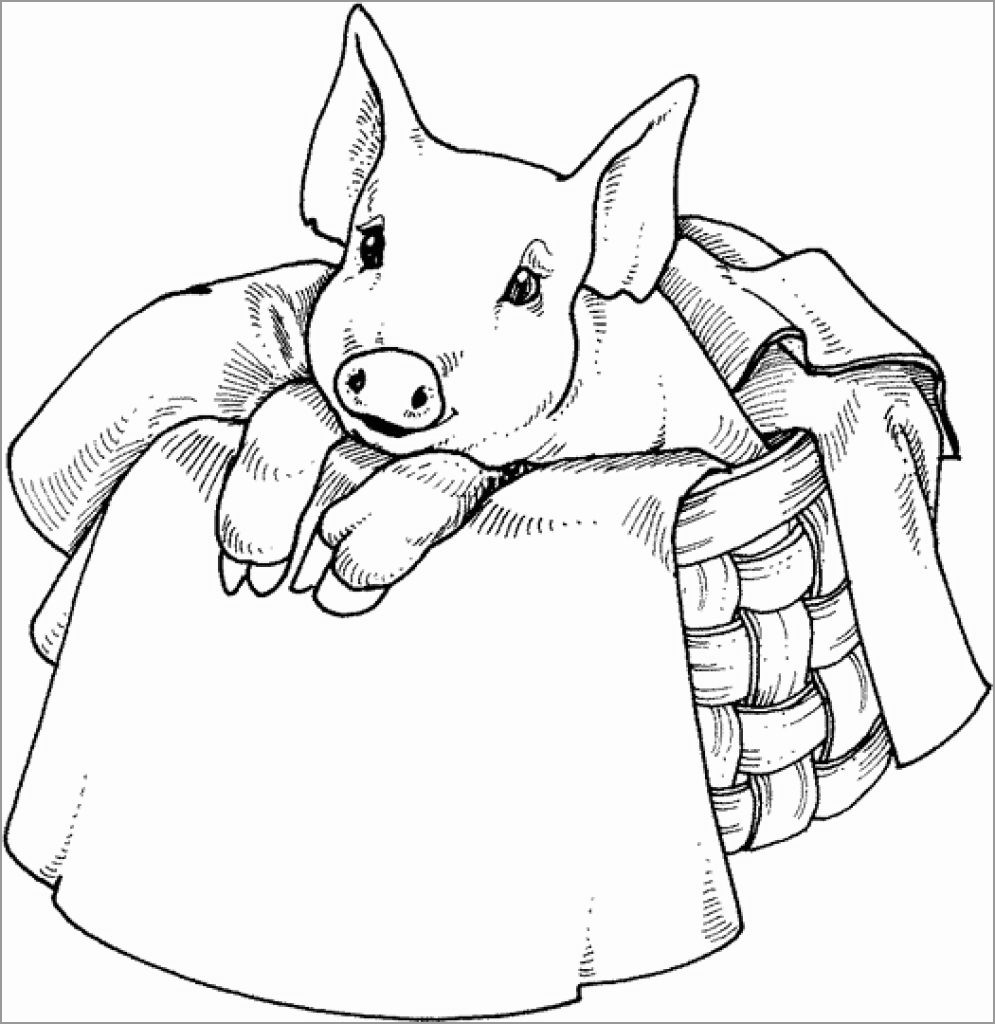 Coloring Pages Of Baby Pigs Coloring Pages