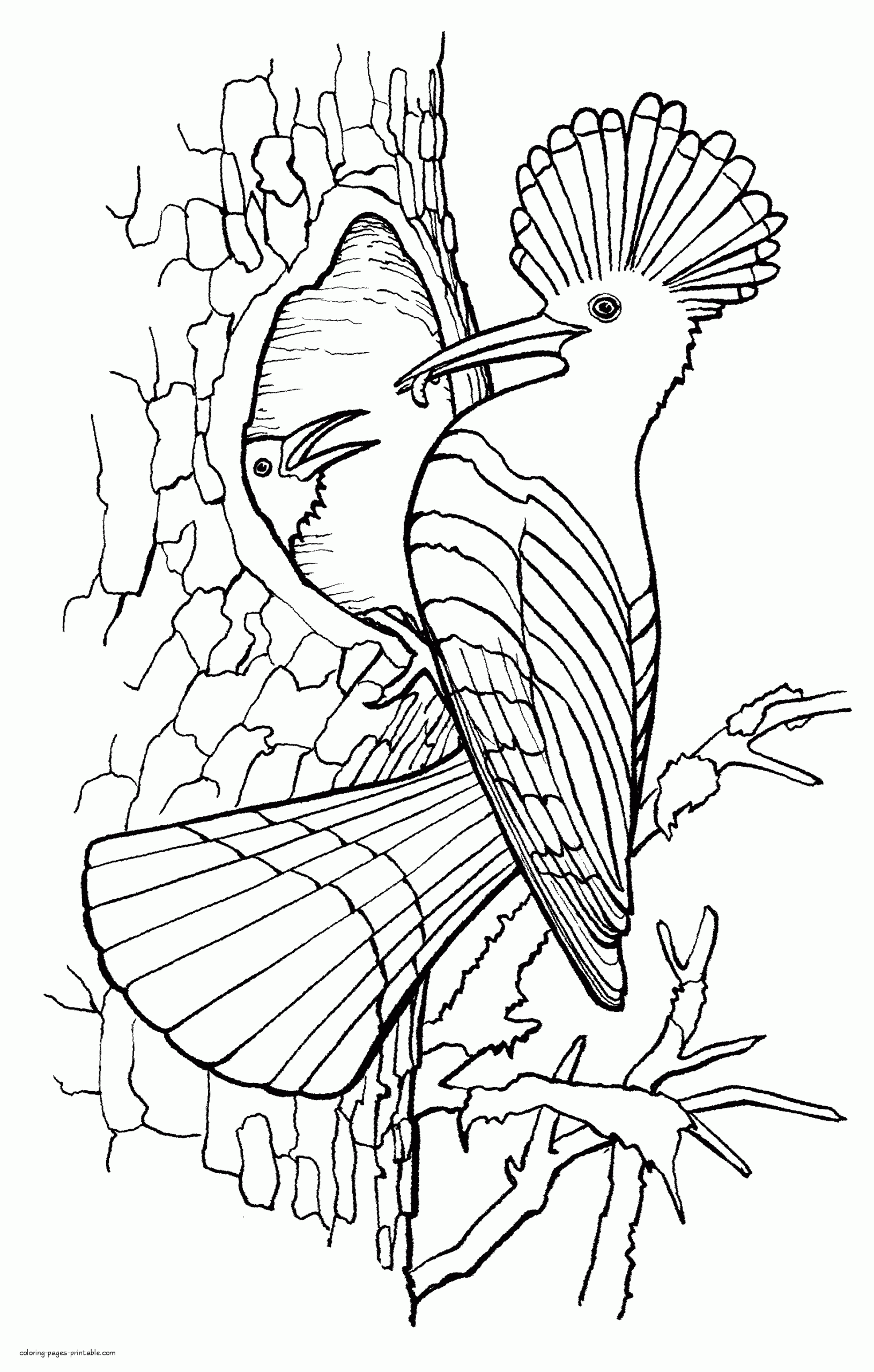 Coloring Pages Of Birds For Adults Hoopoe COLORING PAGES PRINTABLE COM
