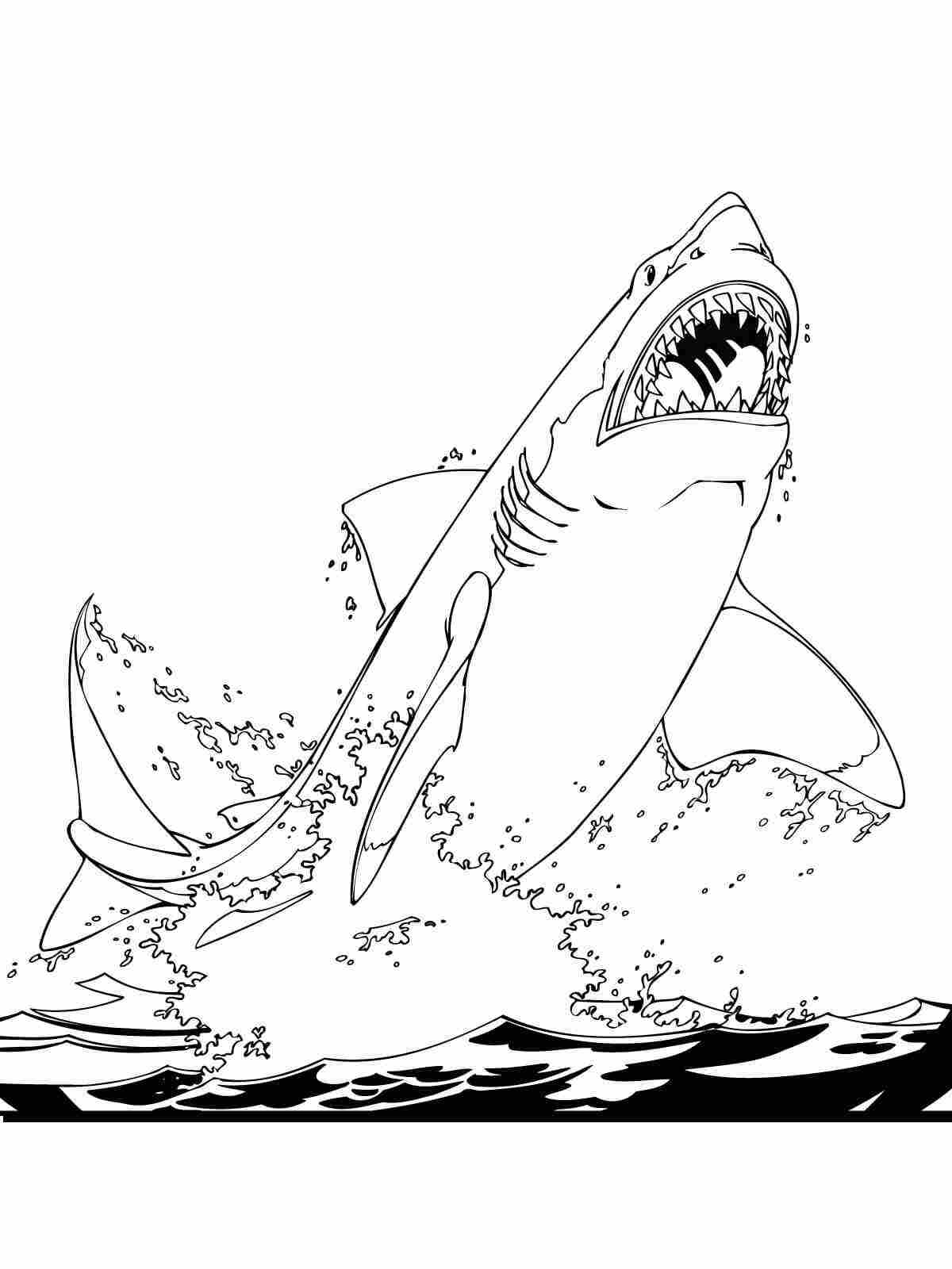 printable coloring sharks