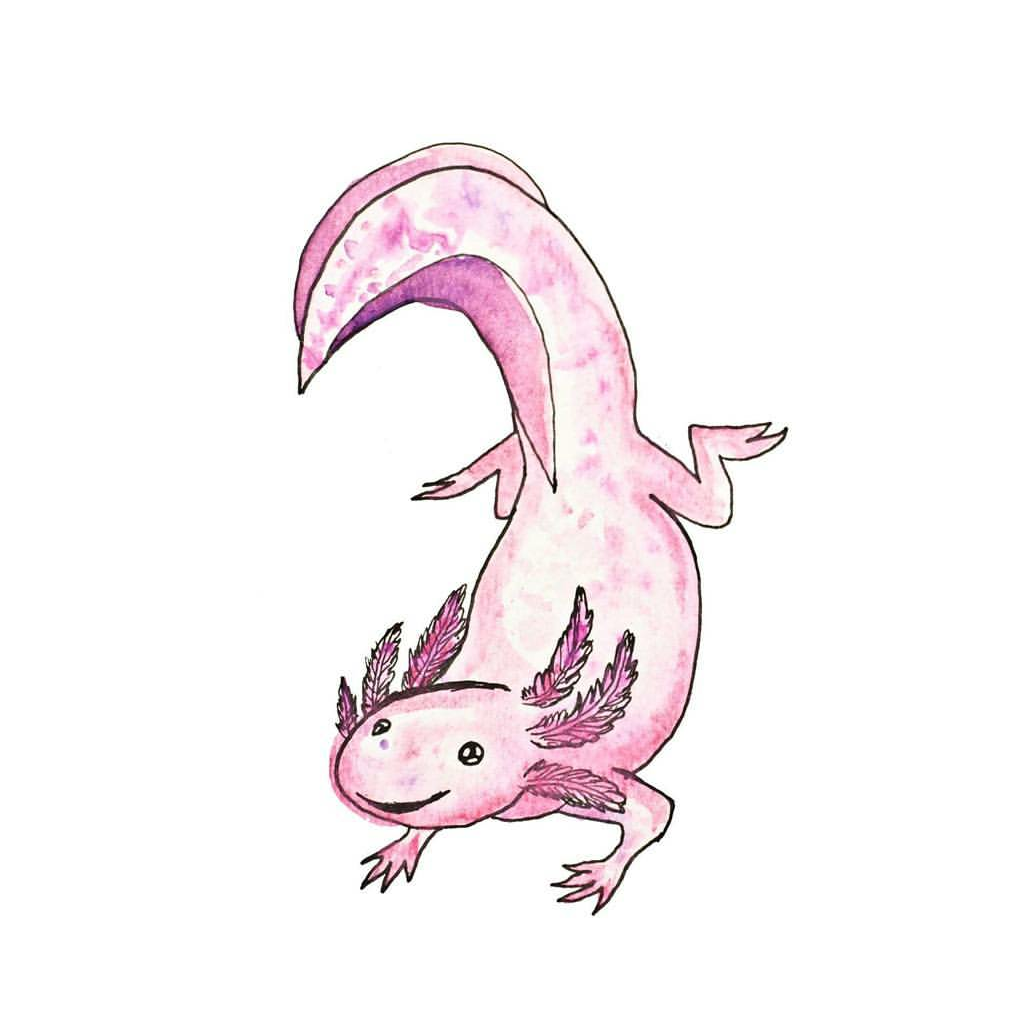 Cute Axolotl Sticker Axolotl Cute Cute Animal Drawings Cute Drawings Images Cute Axolotl Sticker Axolotl Cute Cute Animal Drawings Cute Drawings Images