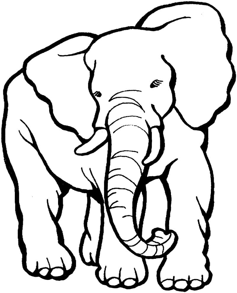elephant coloring page free printable elephant coloring page free printable