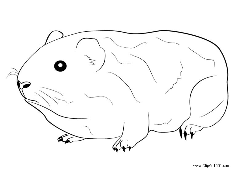 guinea pig coloring pages printable