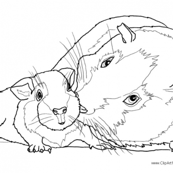 Cute Guinea Pig Coloring Pages Free Printable Coloring Pages