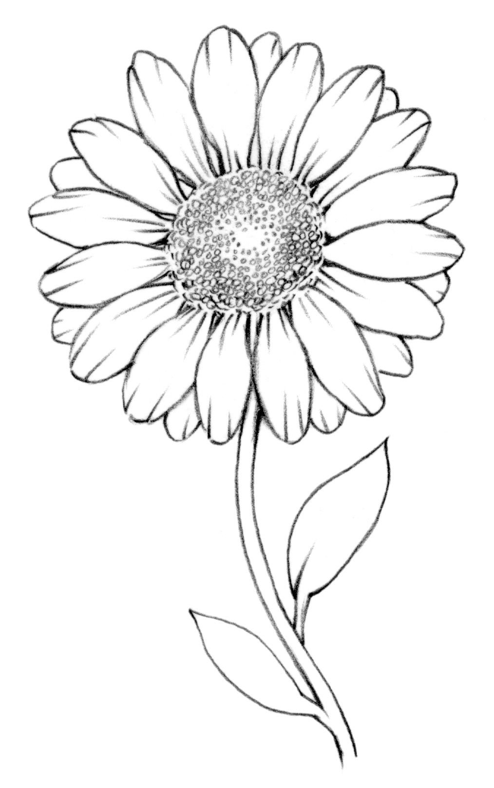 Daisies Flowers Drawing At GetDrawings Free Download