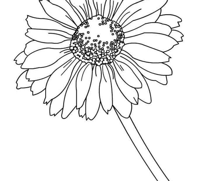 Daisy Coloring Pages
