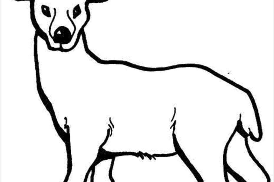 Deer Coloring Pages ColoringBay