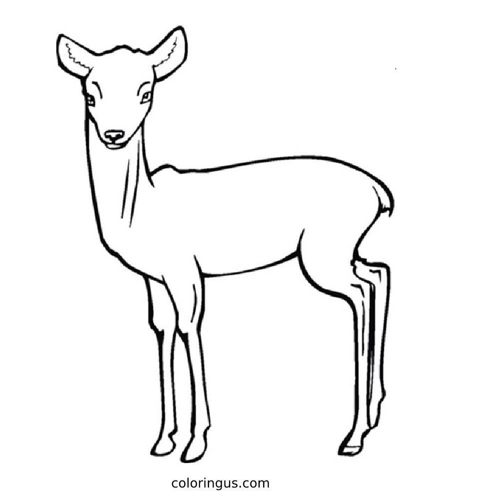 adult deer coloring pages