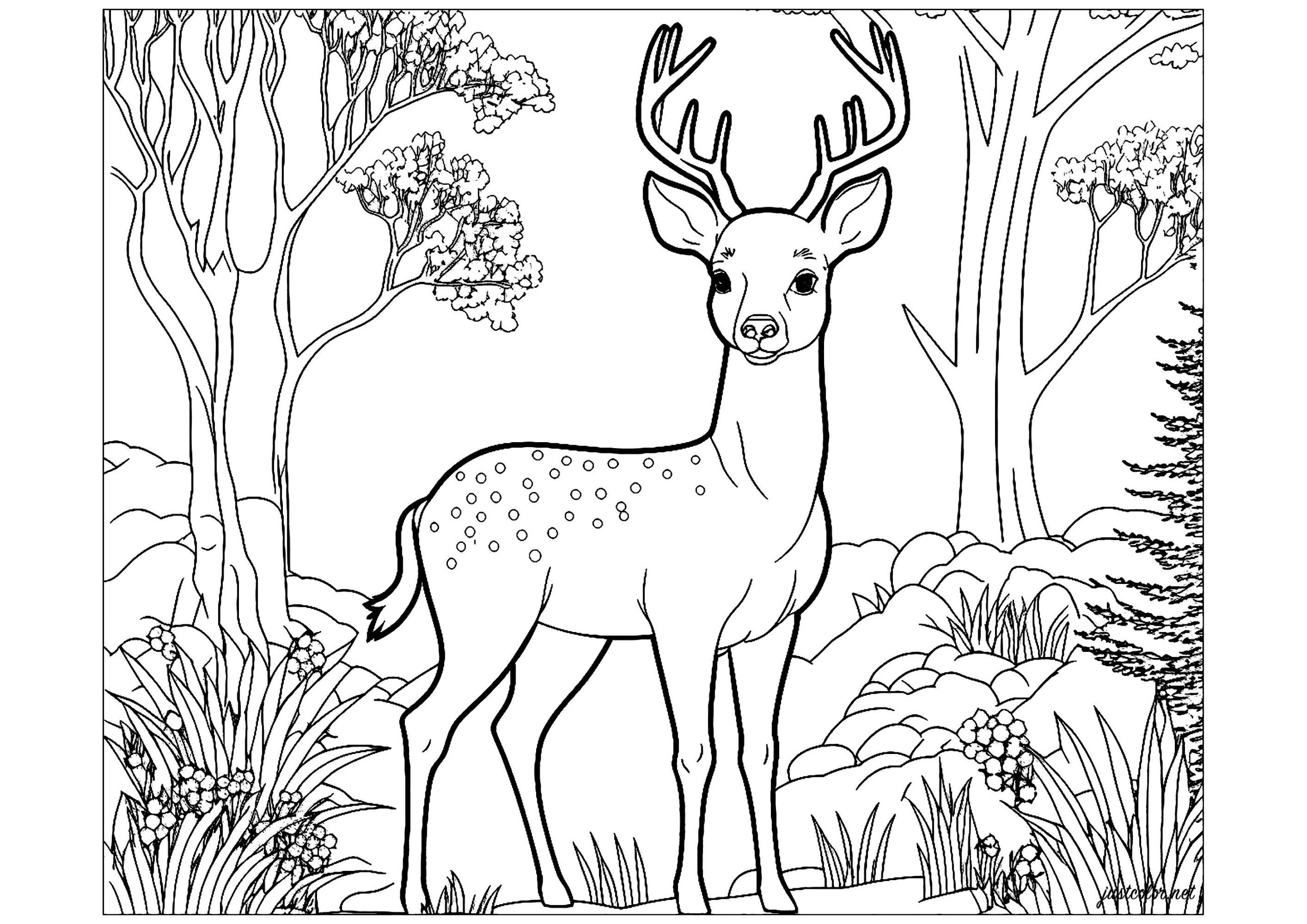 deer coloring page free deer coloring page free