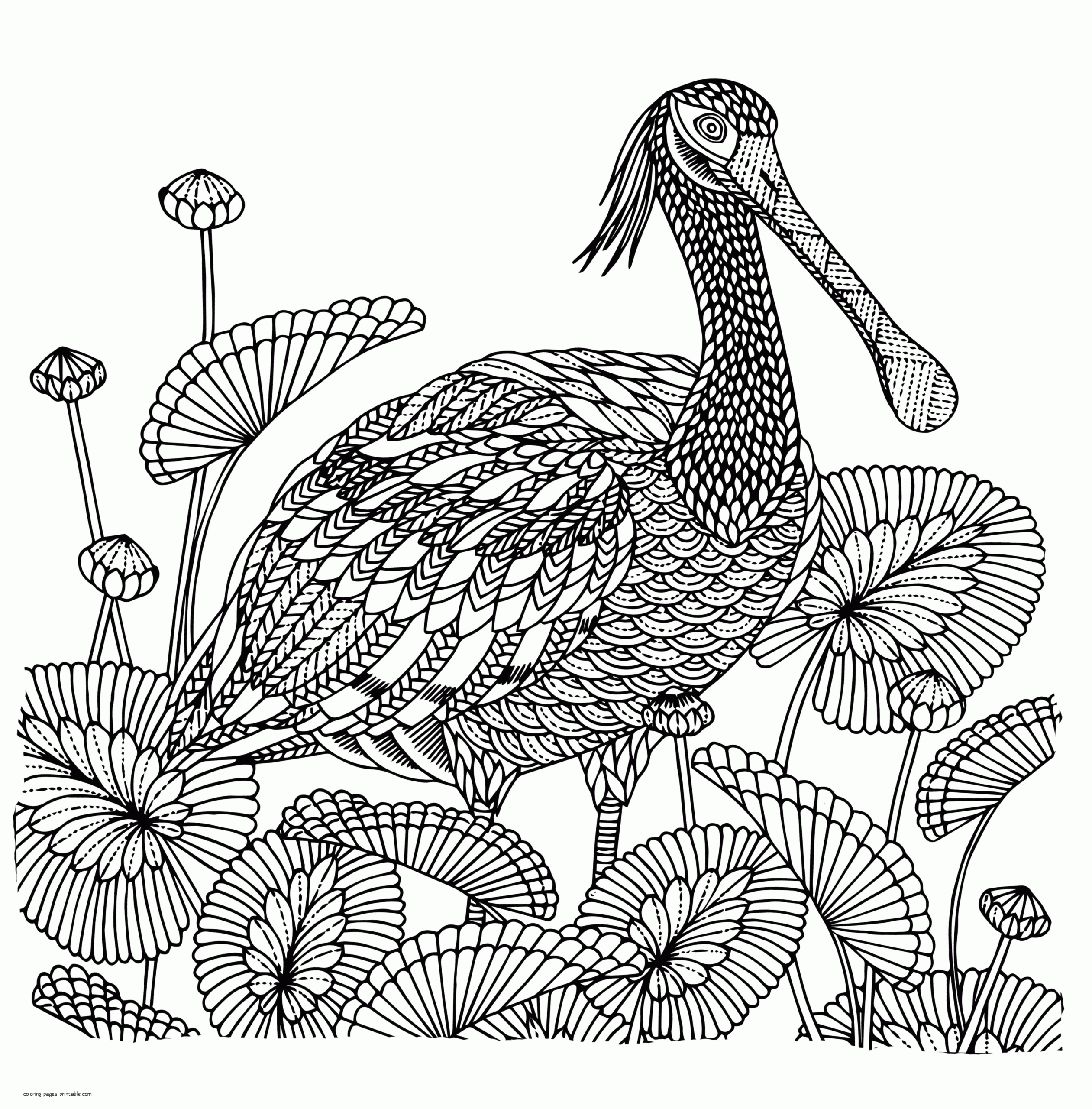 Detailed Bird Coloring Page COLORING PAGES PRINTABLE COM