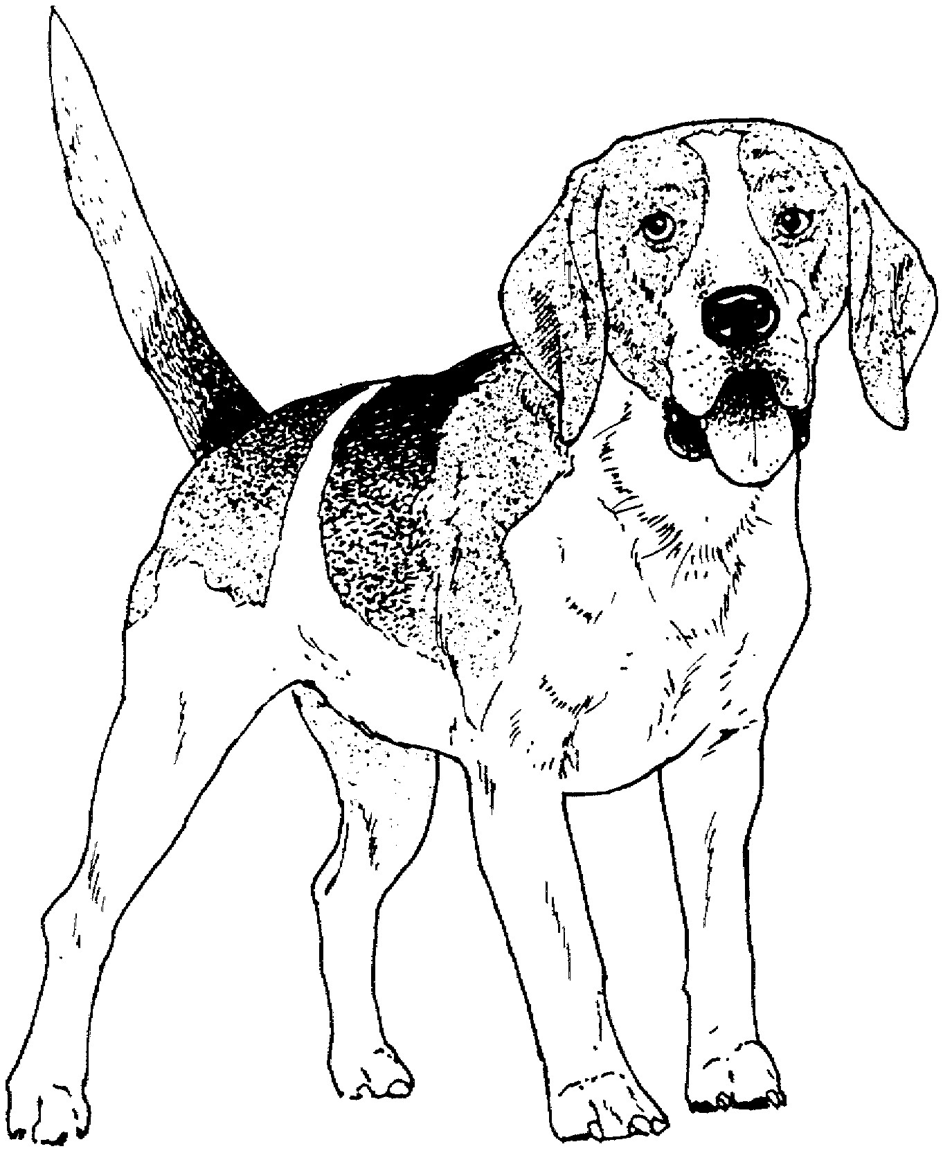 real dog coloring pages printable