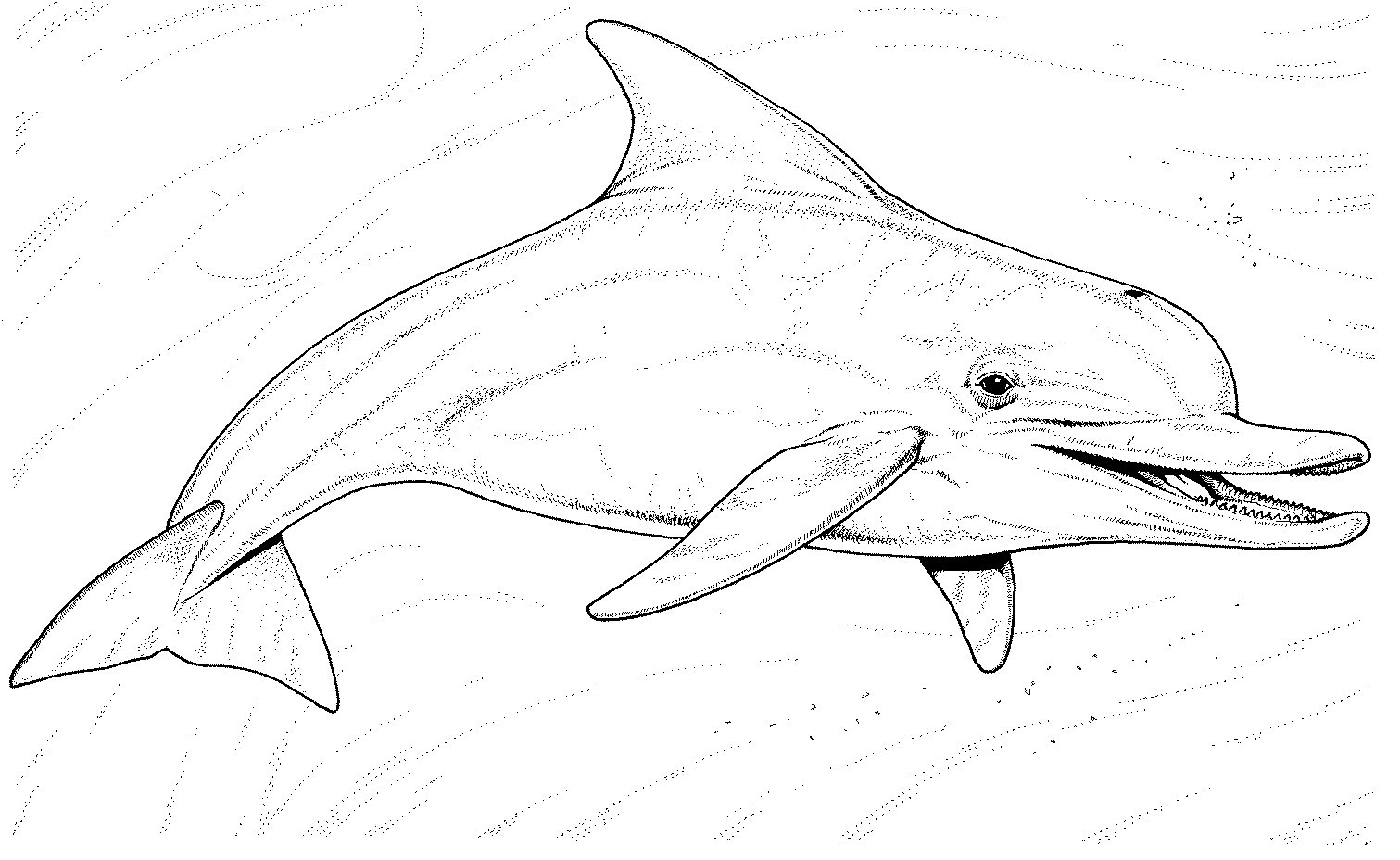 dolphin coloring pages for adults dolphin coloring pages for adults