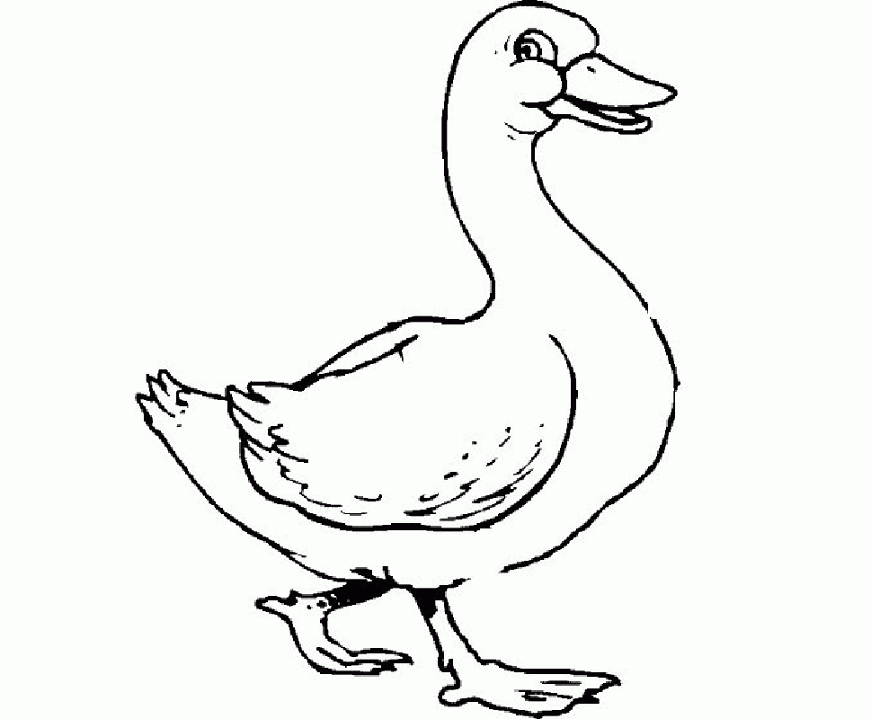 Duck Coloring Pages Best Coloring Pages For Kids Duck Coloring Pages Best Coloring Pages For Kids