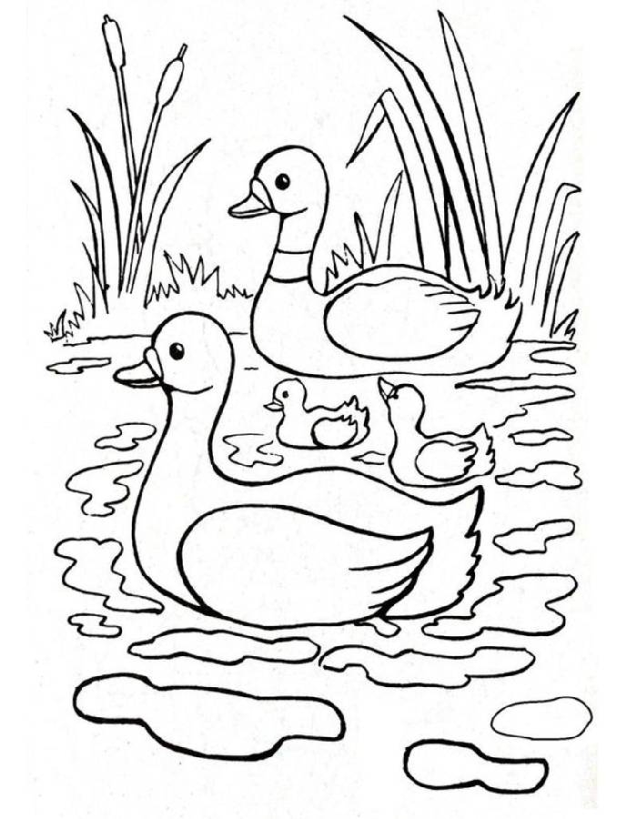 Duck Coloring Pages Free Printable PDF Duck Coloring Pages Free Printable PDF