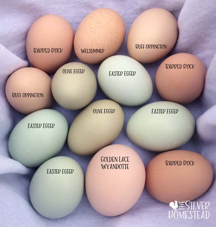 easter egg color chart printable easter egg color chart printable