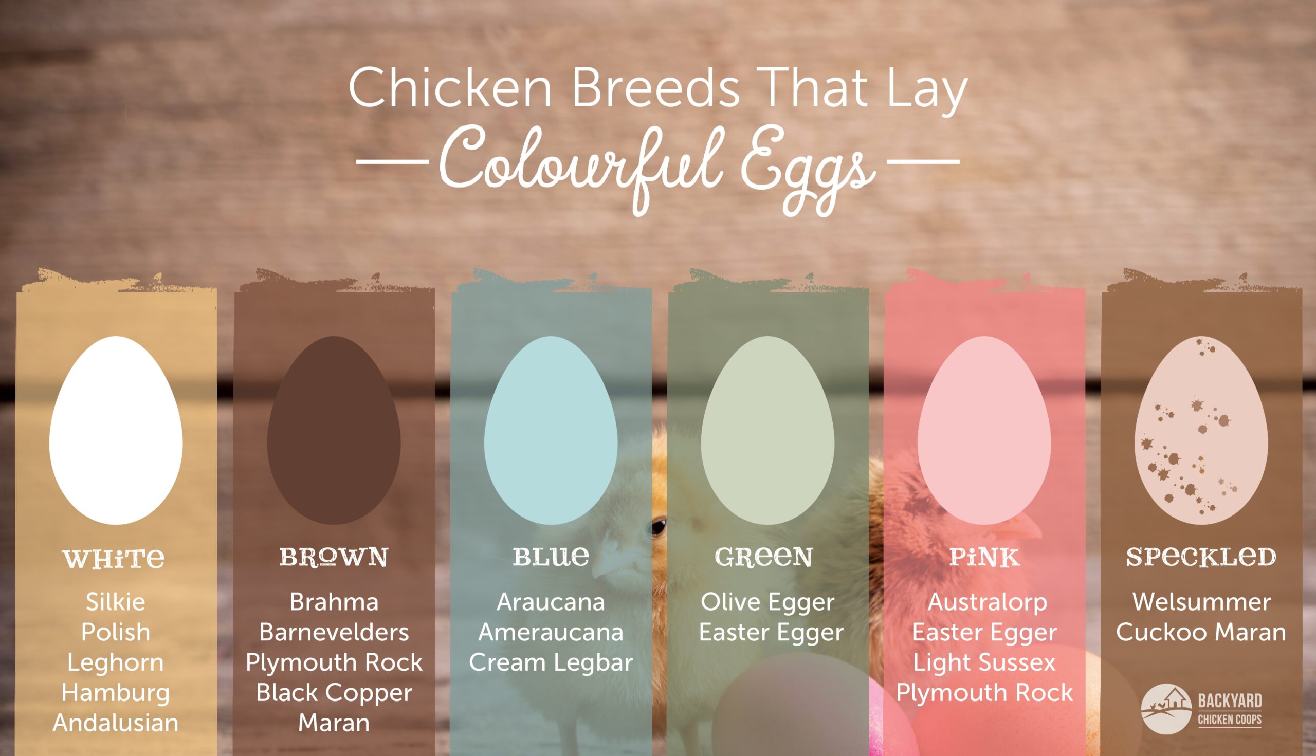 Easter Egger Chicken Egg Color Chart My XXX Hot Girl Easter Egger Chicken Egg Color Chart My XXX Hot Girl